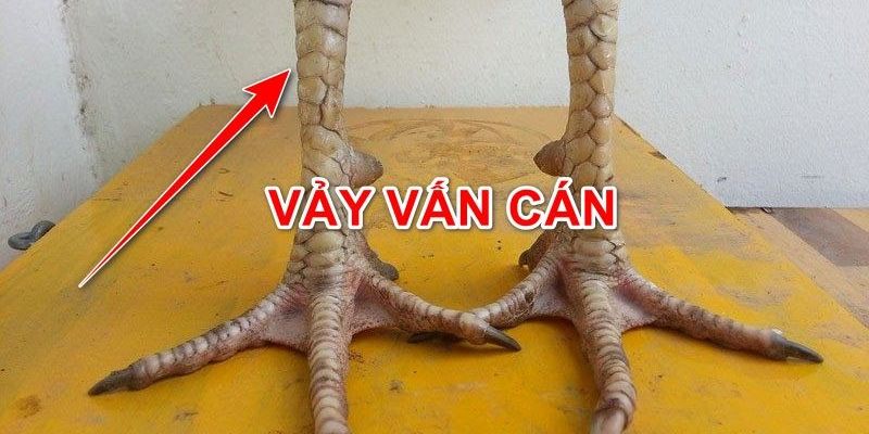 Vảy Gà Vấn Cán - Đặc Điểm Vảy Gà Độc Và Hiếm Nhất Vảy Gà Vấn Cán - Đặc Điểm Vảy Gà Độc Và Hiếm Nhất 2024