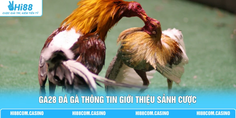 GA28 đá gà thông tin giới thiệu sảnh cược