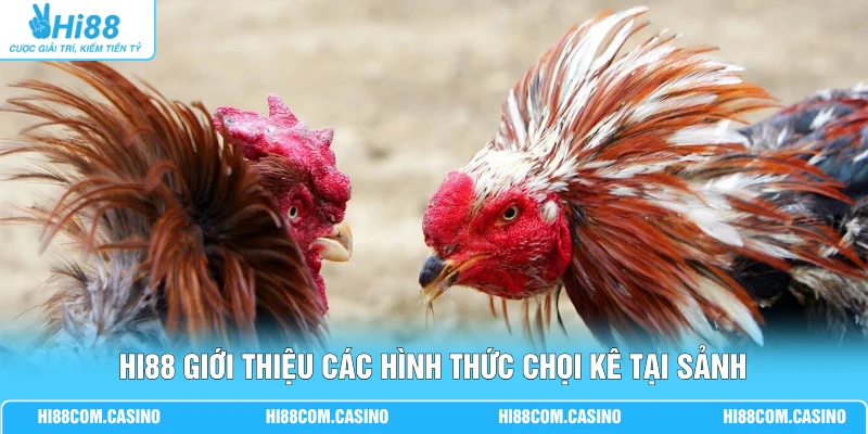 Hi88 giới thiệu các hình thức chọi kê tại sảnh