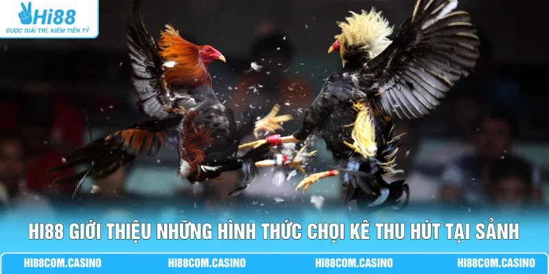 Hi88 giới thiệu những hình thức chọi kê thu hút tại sảnh