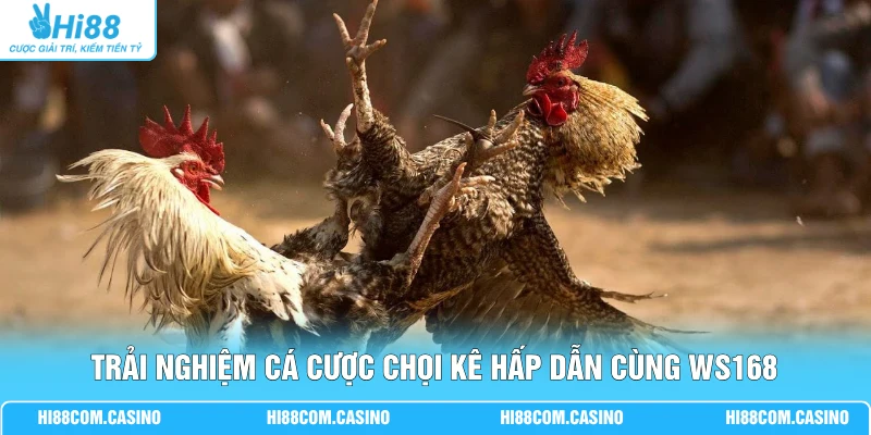 WS168 Đá Gà - Cá Cược Chọi Kê Trực Tuyến Cùng Hi88 Trải nghiệm cá cược chọi kê hấp dẫn cùng WS168